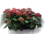 Hydrangea macr. rotweiß