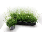Silene alpestris