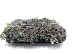 Sedum purpureum