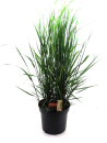 Calamagrostis acutiflora "Karl Förster"
