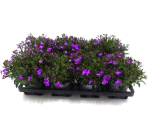 Lobelia erinus violett