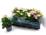 Osteospermum eckl. rosa