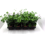 Pelargonium peltatum weiß