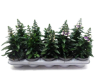 Angelonia