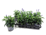 Salvia far. blau