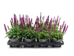 Salvia nem. rosa