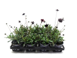 Cosmos "Chocamoca"