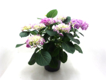 Hydrangea Busch flieder