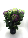 Hydrangea mac. Busch lila