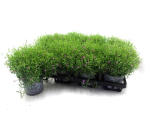 Gypsophila muralis rosa
