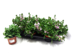 Scaevola rosa