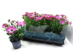 Osteospermum eckl. pink
