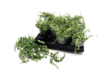 Mini Peperomia prostrata