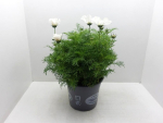 Cosmos Kübel weiß