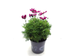 Cosmos Kübel rot