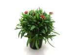 Bracteantha Kübel