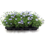 Felicia amelloides