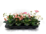 Lewisia cotyledon Mix