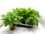Coleus grün