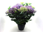 Hydrangea mac. Busch blau