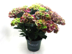 Hydrangea mac. Busch rotgrün