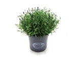 Lavandula ang. Kübel