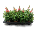 Antirrhinum majus orange