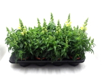 Antirrhinum  majus gelb