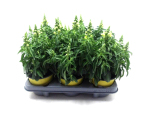 Antirrhinum majus gelb