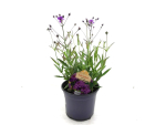 Verbena rigida Kübel