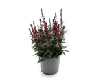 Gaura Kübel