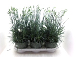 Dianthus "Whetman" weiß