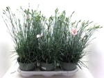 Dianthus "Whetman" hellrosa