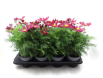 Cosmos bip. rot