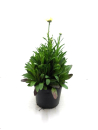 Leucanthemum "Broadway Lights" Kübel
