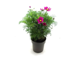 Cosmos Kübel Duo