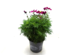 Cosmos Kübel pinkrot