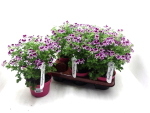 Pelargonium "Angel" rosa-lila