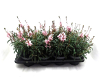 Gaura lindh. rosa
