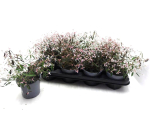 Euphorbia "Pink Shades"