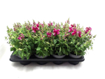 Antirrhinum majus lila