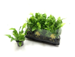 Mini Asplenium
