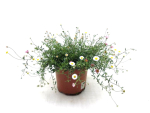 Erigeron karv. Kübel