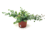 Eucalyptus Kübel