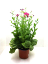 Nicotiana Kübel