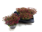Sedum "Spot on Deep Rose"