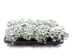 Sedum spatulifolium "Cape Blanco"