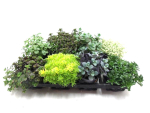 Sedum Mix