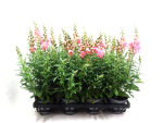 Antirrhinum majus rosa