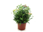 Achillea Trio Kübel